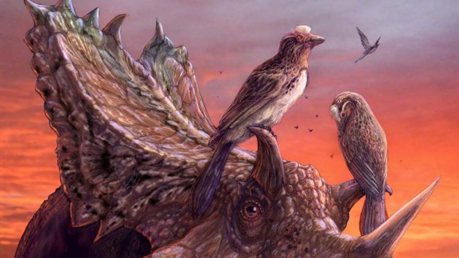Représentation artistique d'un Mirarce eatoni perché sur les cornes d'un dinosaure cératopsien.