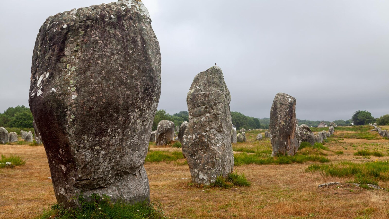 On voit des menhirs dressés, alignés dans un champ.