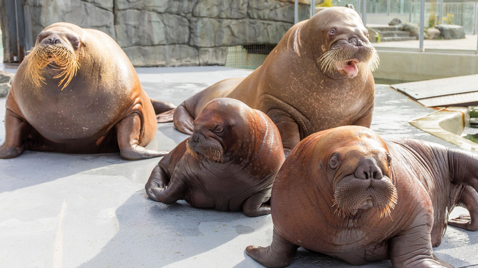 Des morses à l'Aquarium du Québec