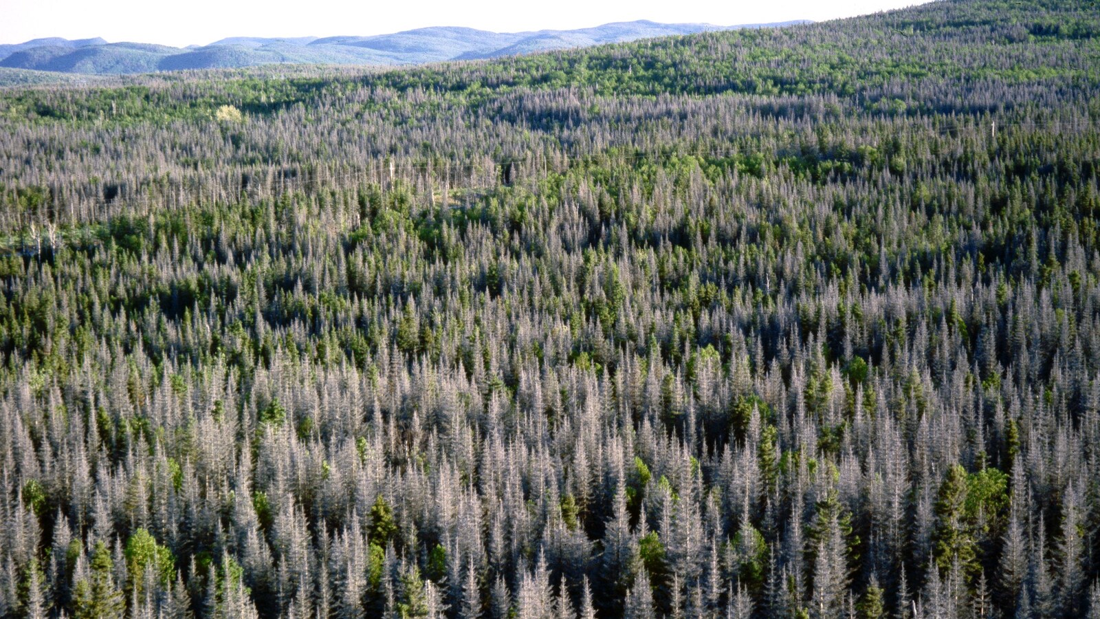 Une forêt contenant une multitude d'arbres morts