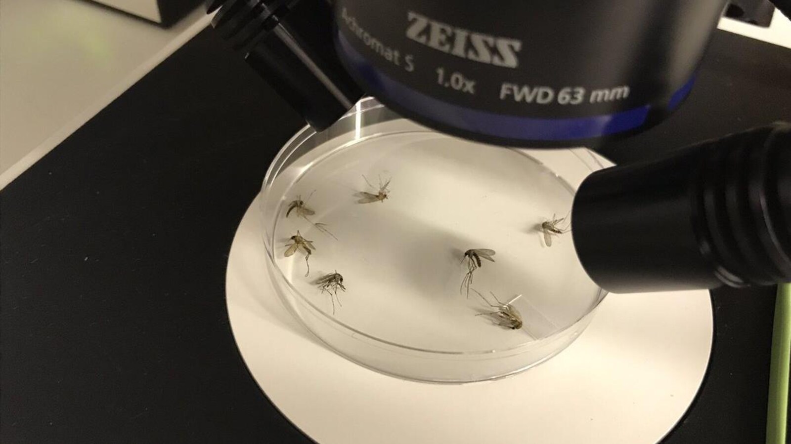 Des moustiques en dessous d'un microscope