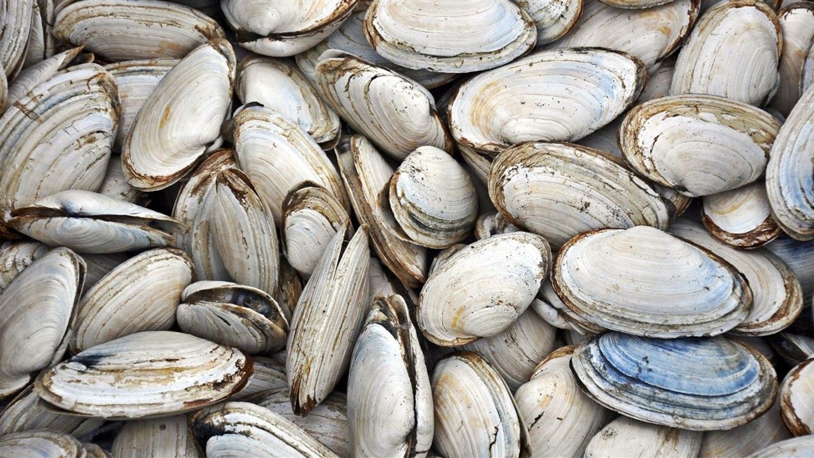 Des myes en coquilles