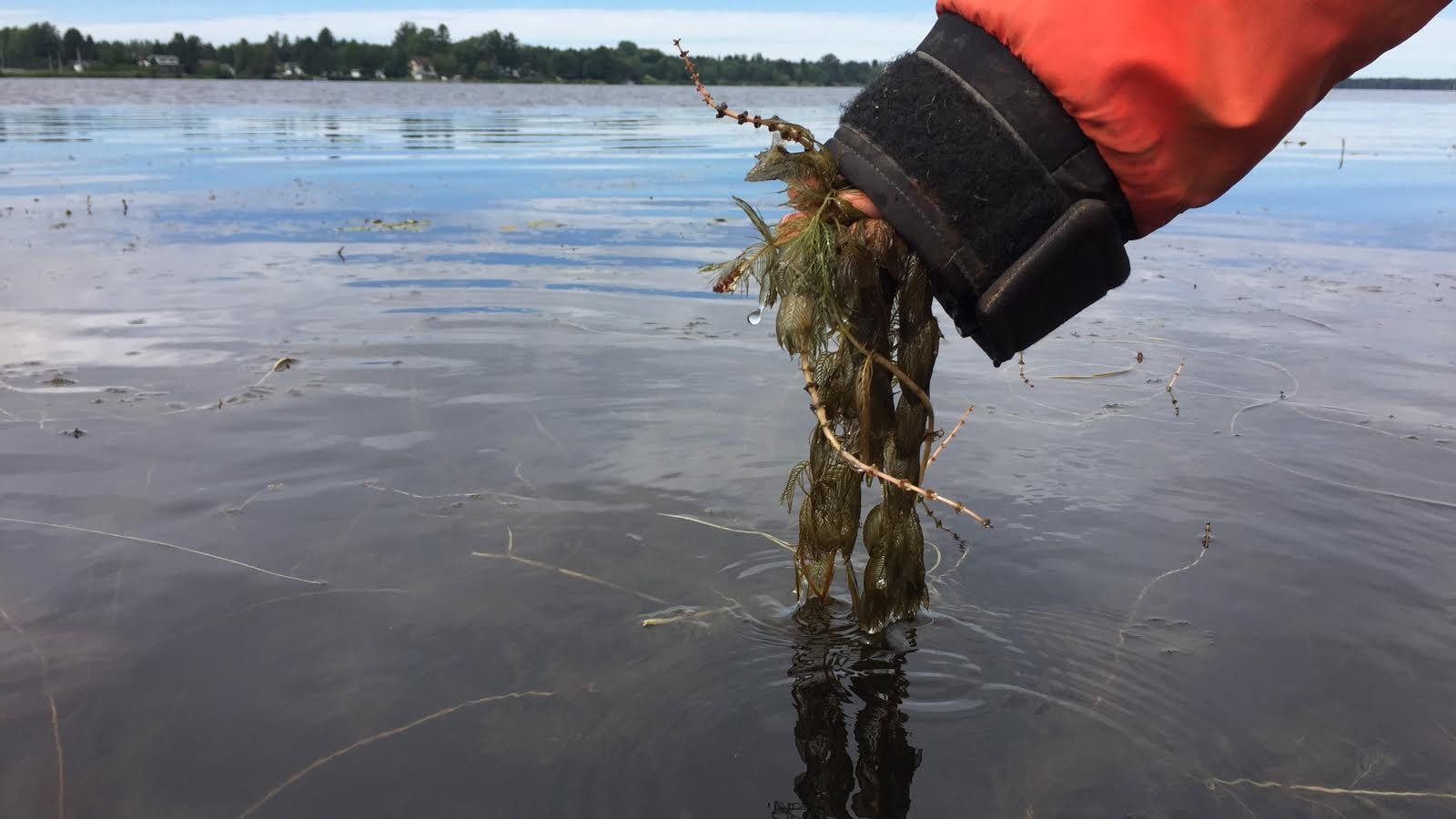 Au lac à la Tortue, par endroits, il suffit de plonger sa main dans l'eau pour arracher des boutures de myriophylle à épi.