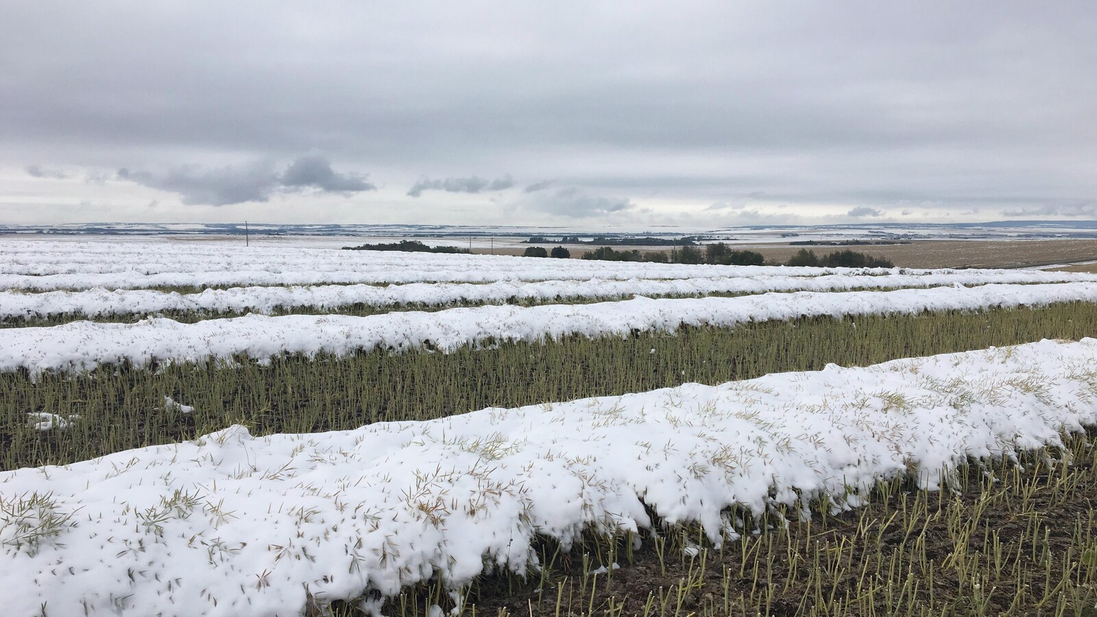 Un champ de canola est partiellement recouvert de neige sous un ciel nuageux