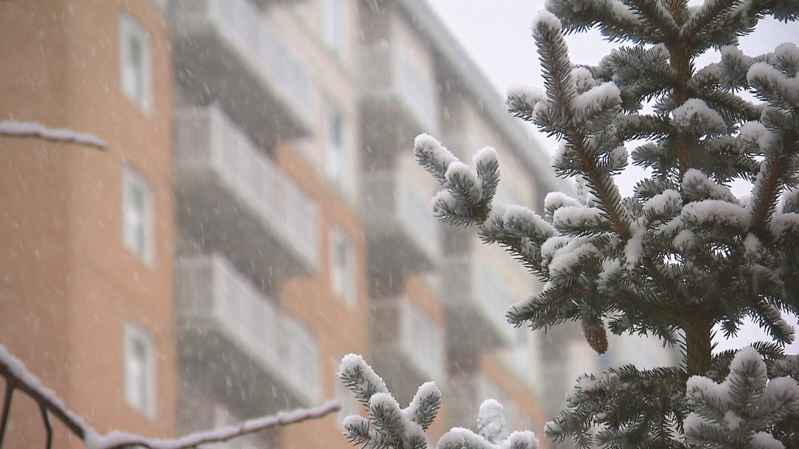 De la neige qui tombe sur un sapin