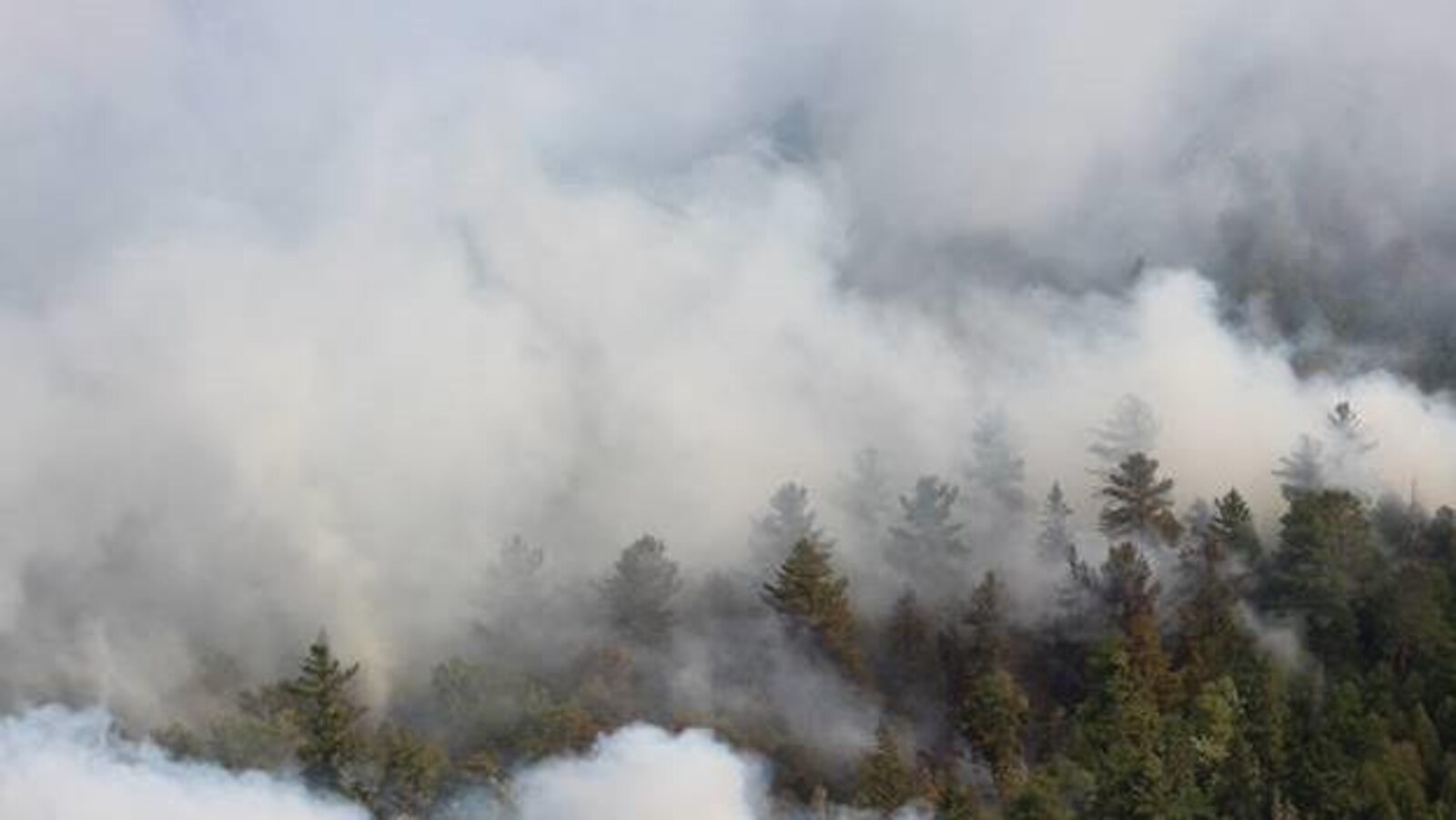Une fumée intense émane d'une forêt