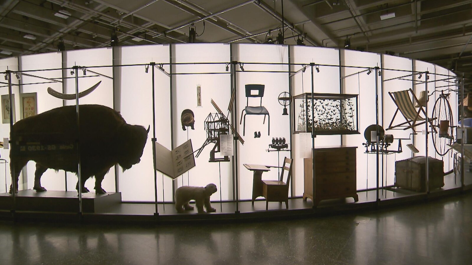 Objets divers, bison, pupitre, commode, chaise, défense, faisant partie de l'exposition Sortir de sa réserve
