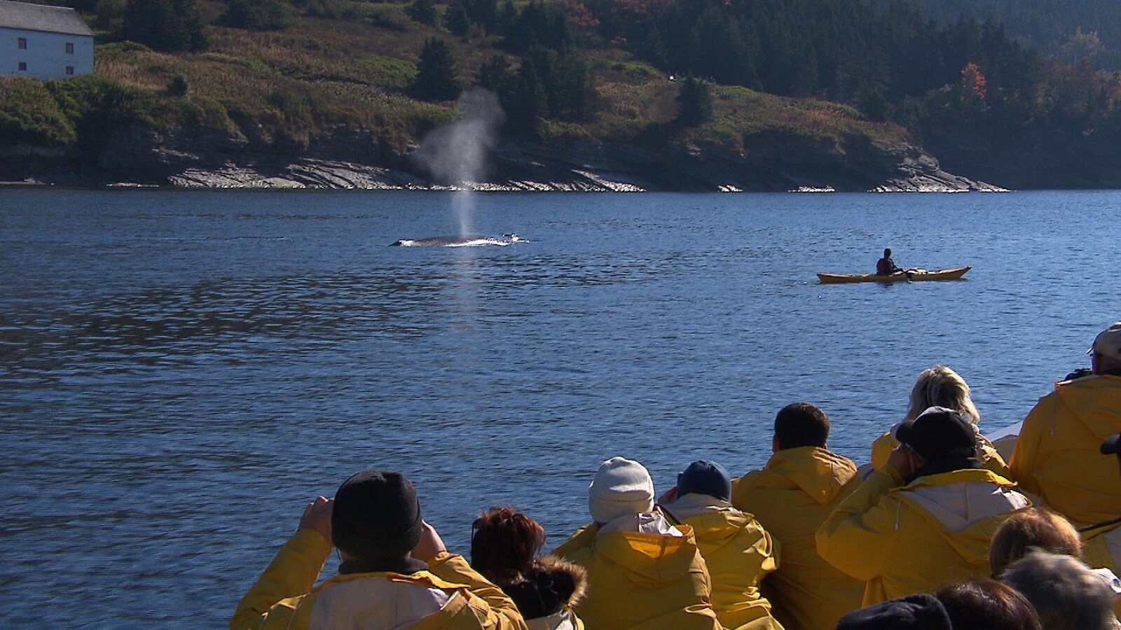 Observation des baleines dans l'estuaire du Saint-Laurent