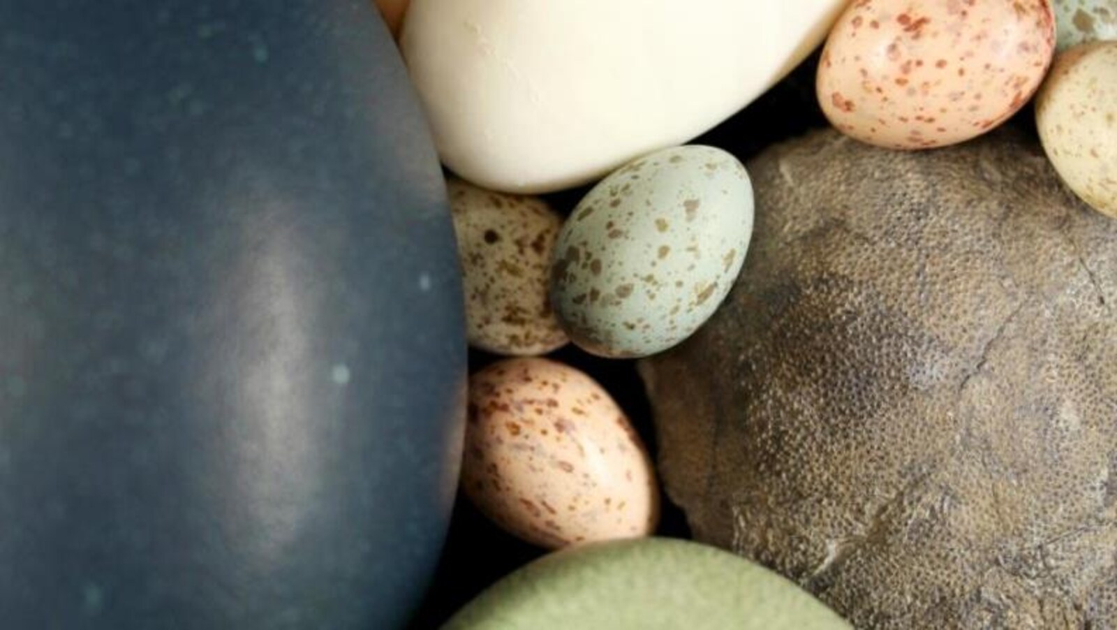 Un assortiment d’œufs de paléognathes et de néognathes et un oeuf de théropode fossile (à droite).