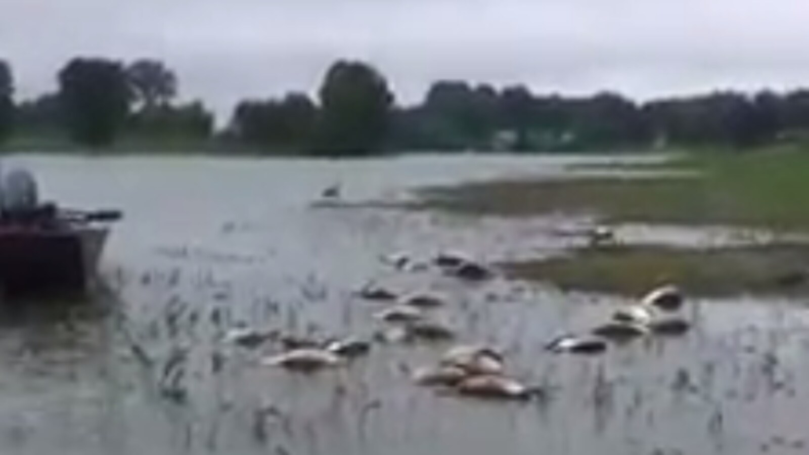 Des dizaines d'oies mortes flottent sur l'eau.