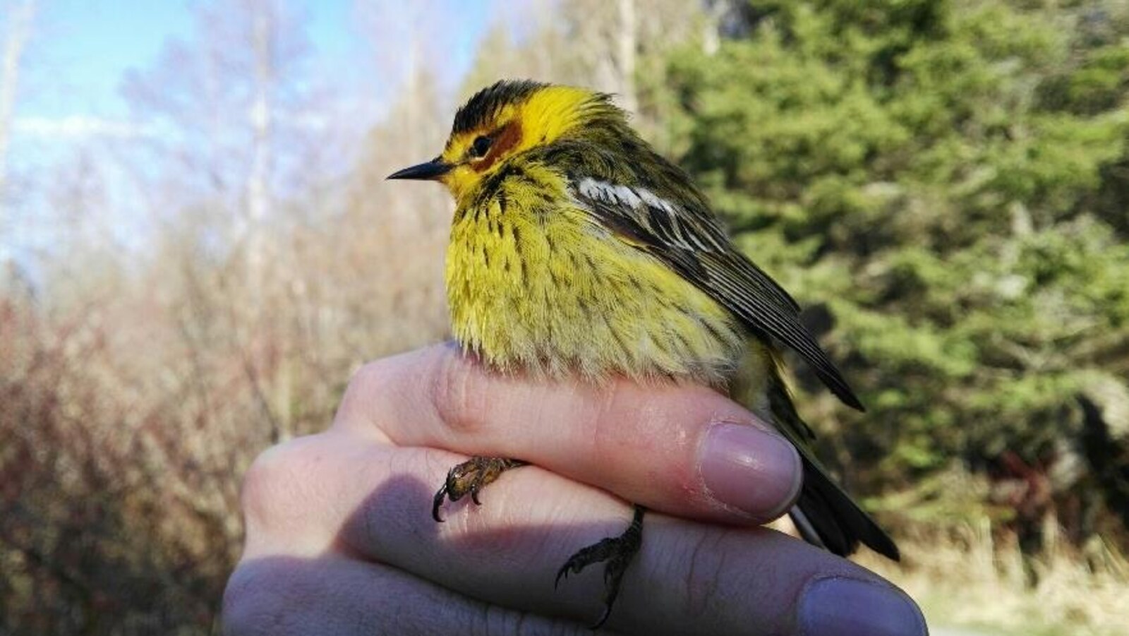 Paruline tigrée.