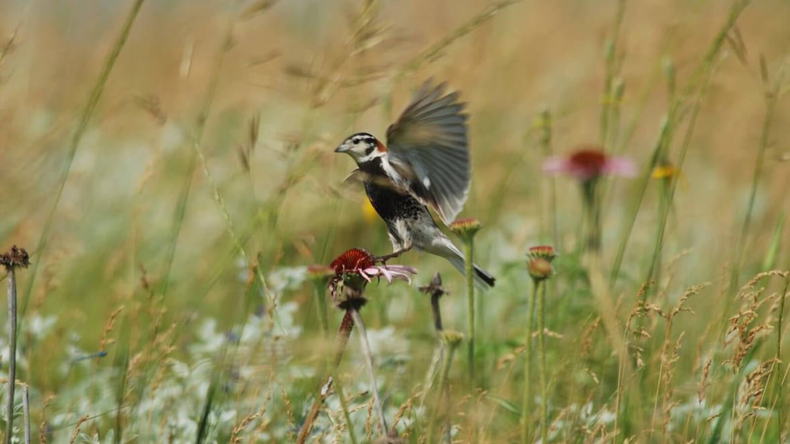 Un petit oiseau, de l'espèce des plectrophanes à ventre noir, se pose sur une fleur dans la prairie.