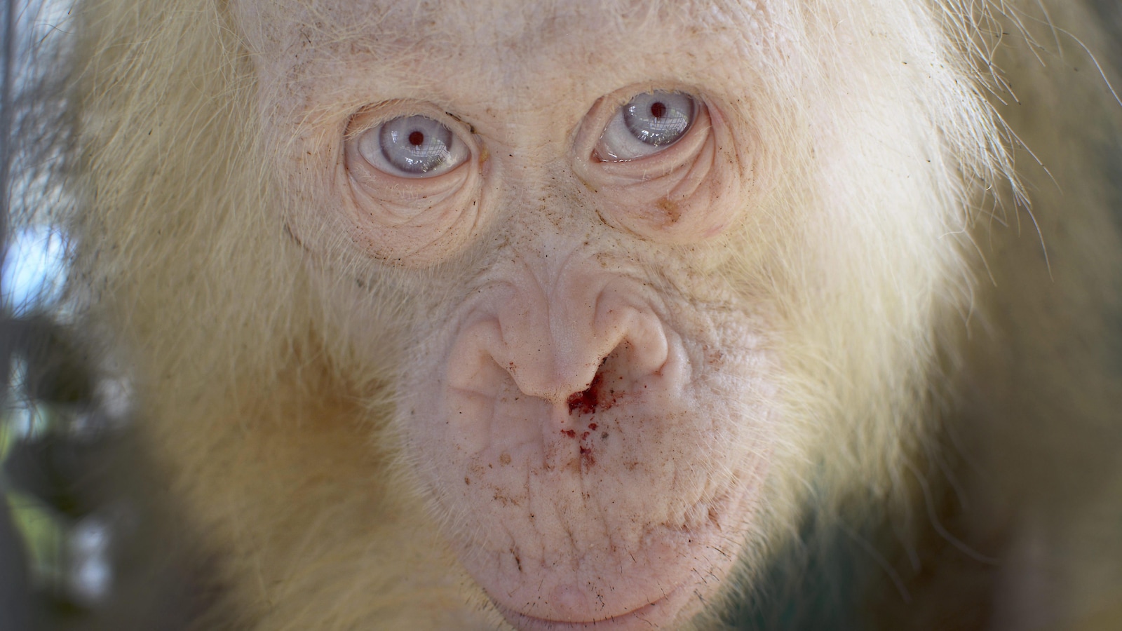 albino chimpanzee albino chimpanzee
