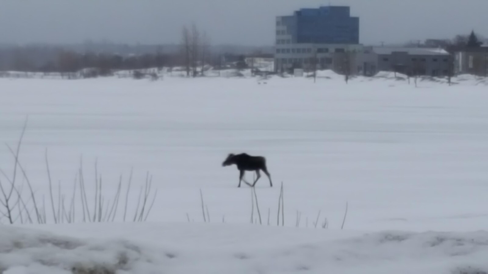 Original à Bathurst le 23 mars 2019.
