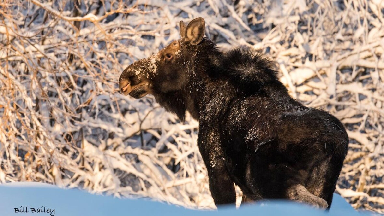 Une orignal regarde au loin, dans la neige.
