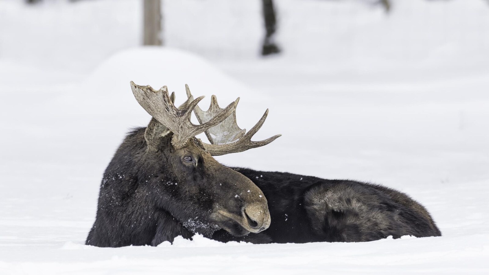 Un orignal au repos dans la neige