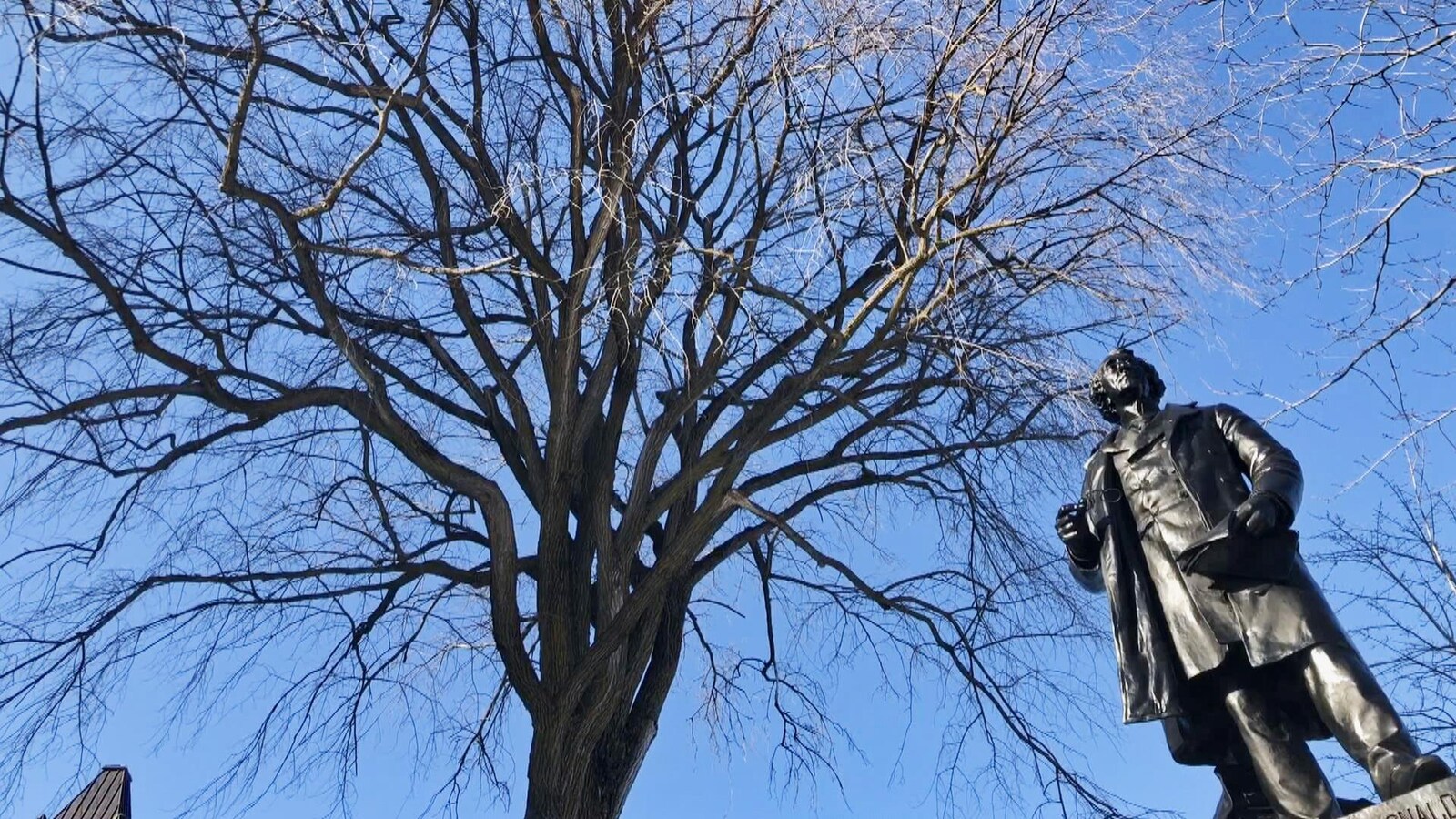 Un arbre et une statue noire.