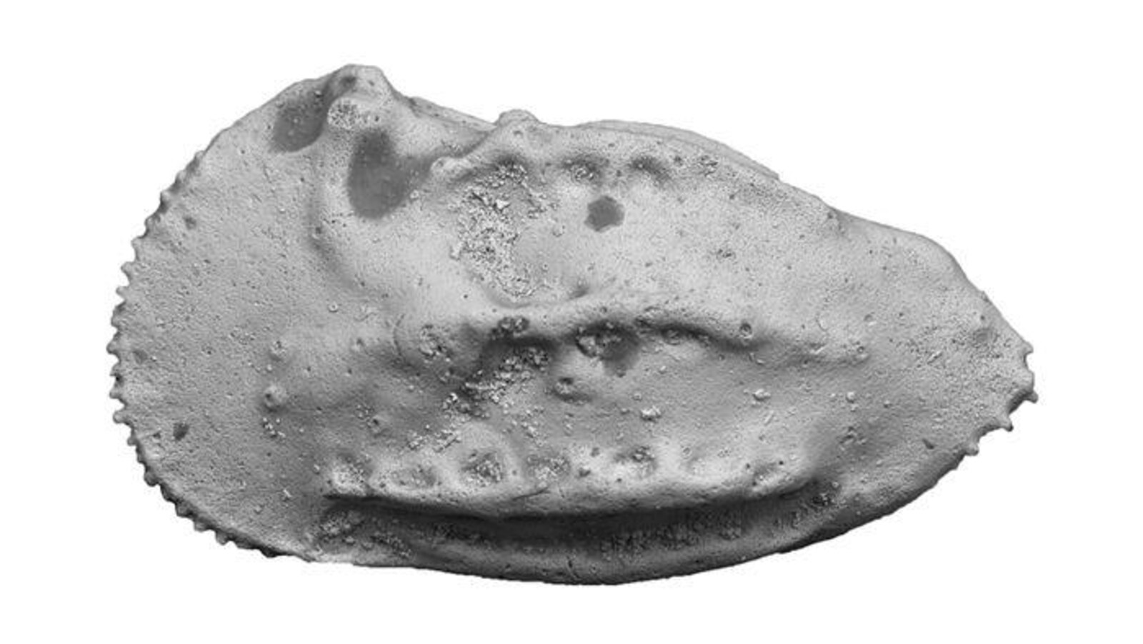 Cet ostracode mâle vivait il y a 78 millions d'années. La coquille de ce crustacé mâle était plus longue que celle de la femelle pour contenir ses organes sexuels.