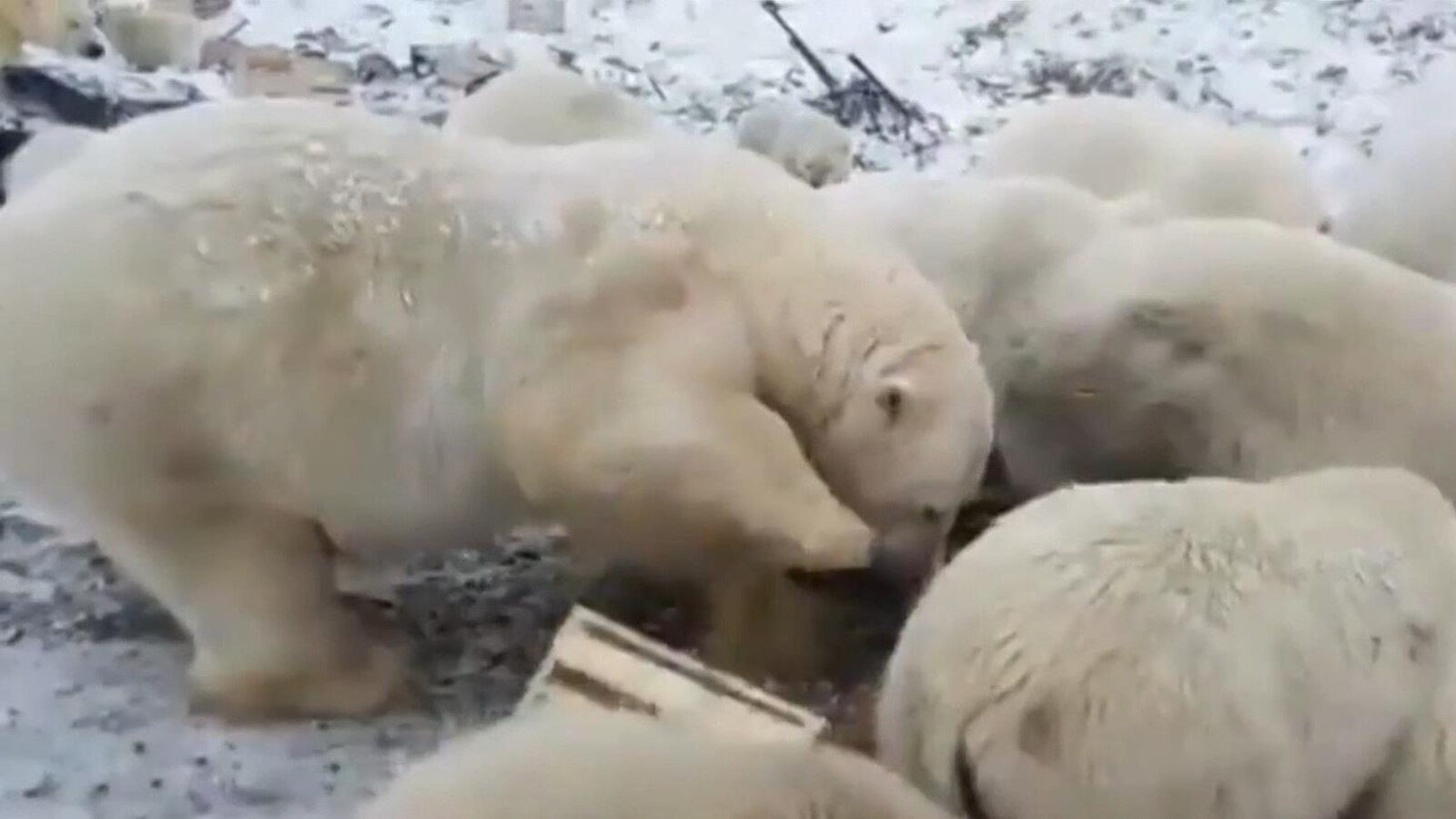 Bien que les ours polaires soient souvent observés dans l'Extrême-Arctique russe, leur audace a pris beaucoup de gens par surprise.