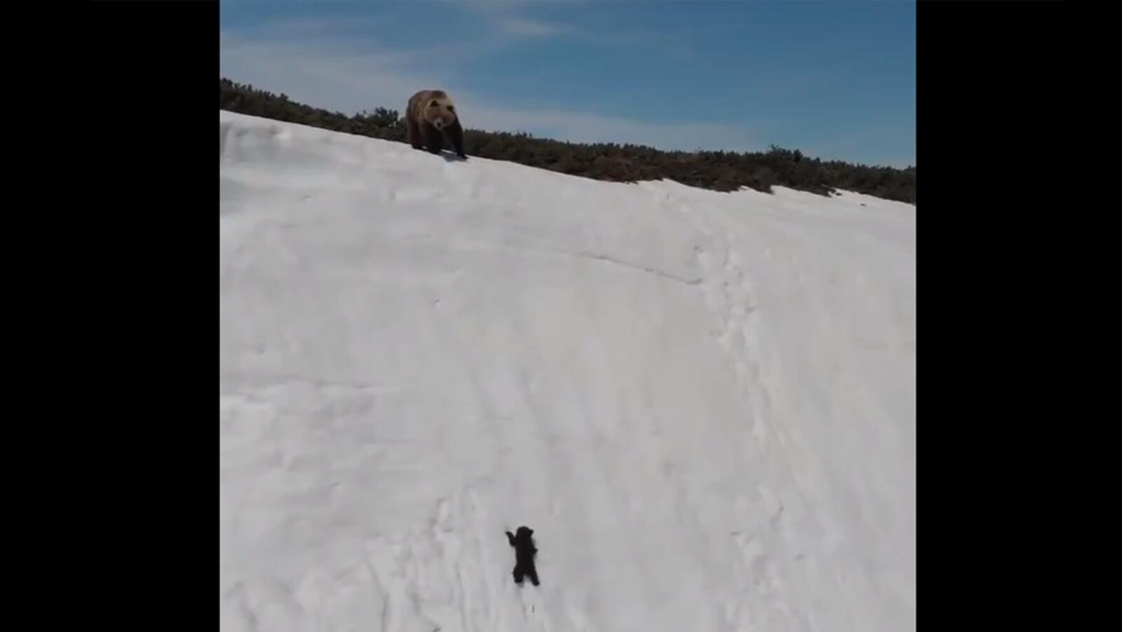 La mère regarde alors que son ourson tombe en bas de la falaise enneigée.