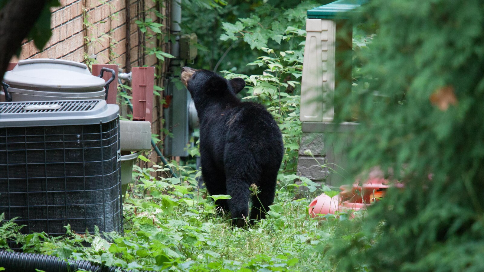 Un ours noir dans une cour résidentielle