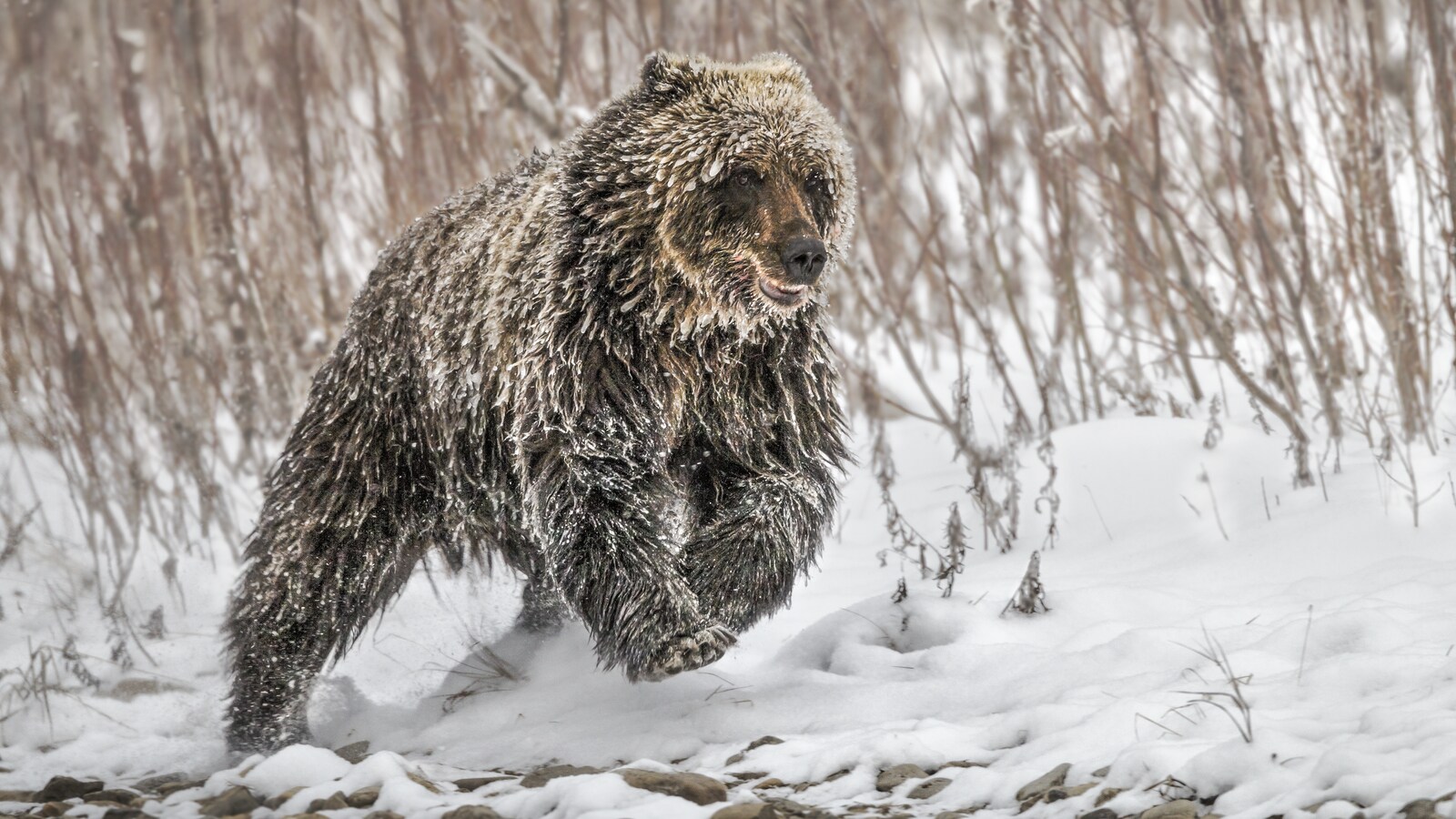 Un ours grizzli court dans la neige.