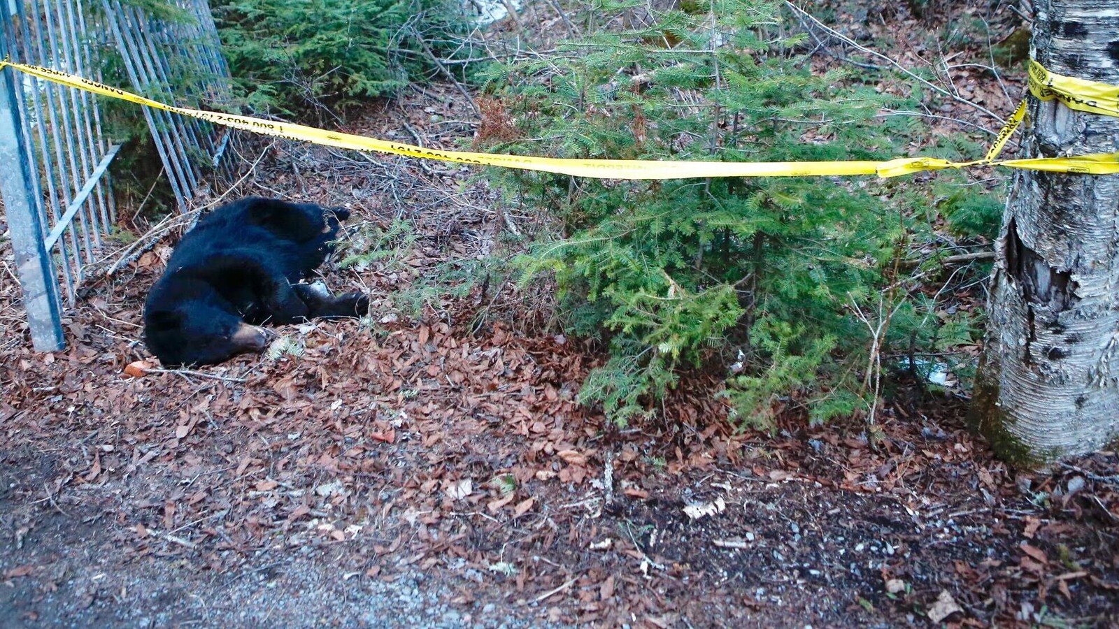 L'ours avait l'habitude de se promener près des résidences.