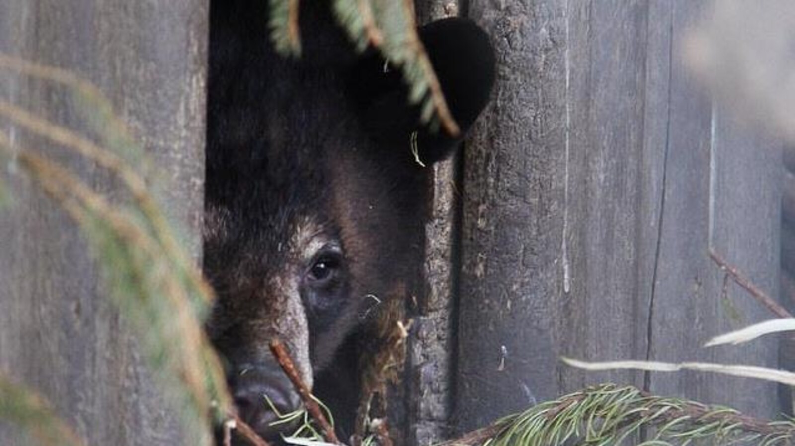 Un ours noir sort sa tête d'une cabane de bois.
