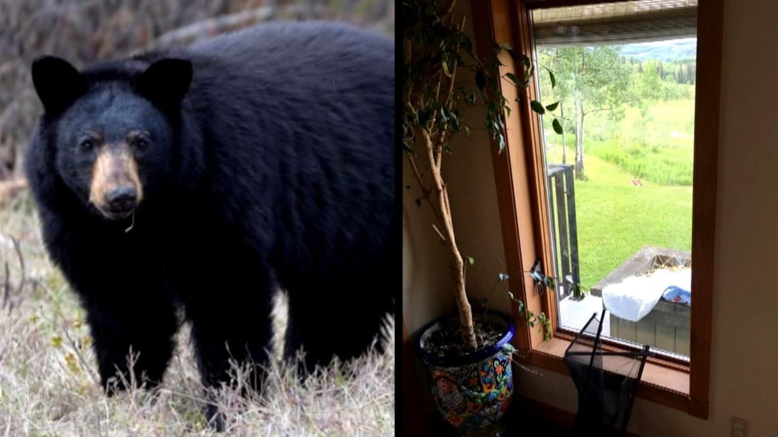 À gauche, un ours noir dans un champ. À droite, une fenêtre dont le moustiquaire a été arraché.