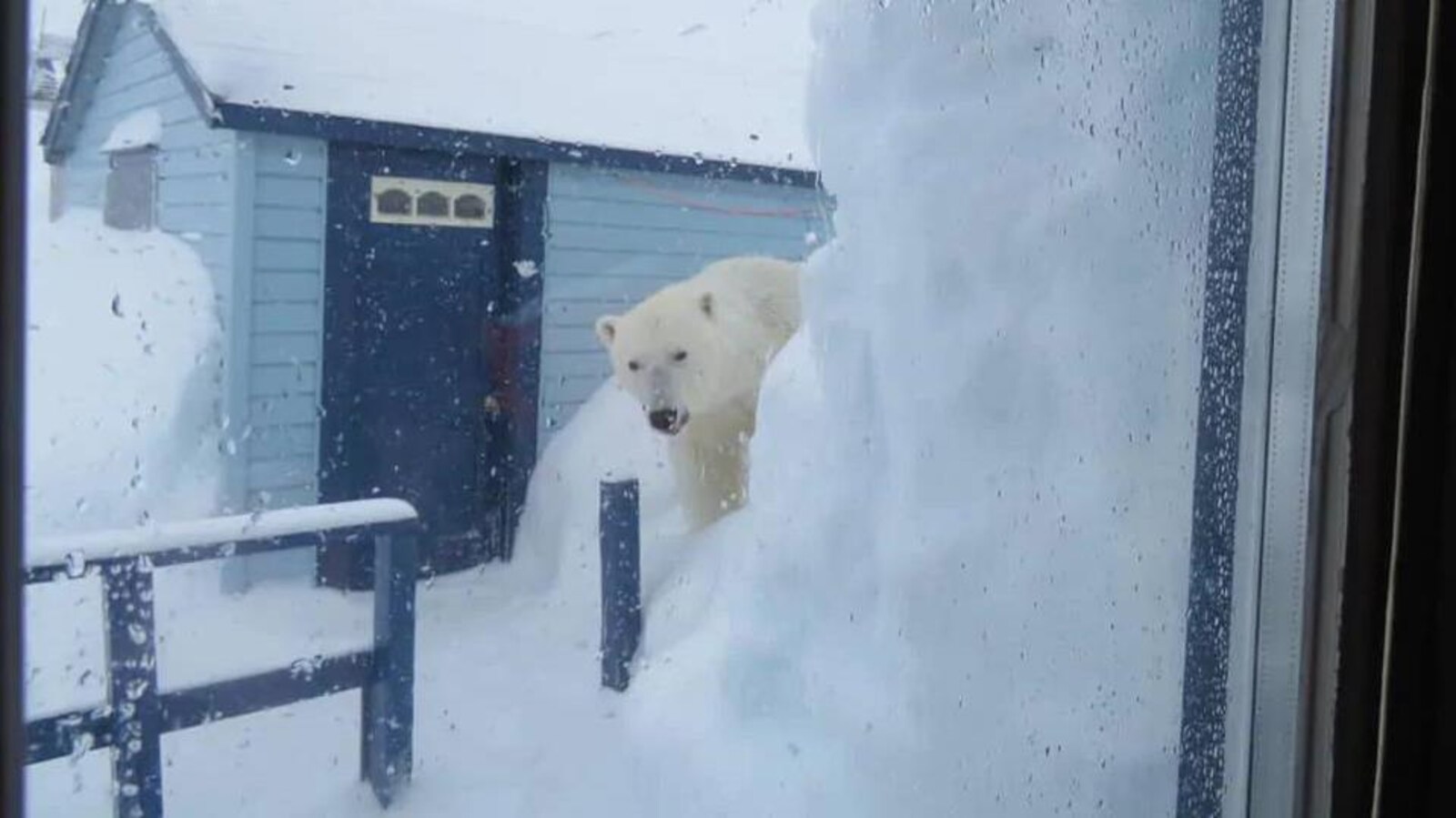 Photo d'un ours polaire prise de la fenêtre d'un chalet.