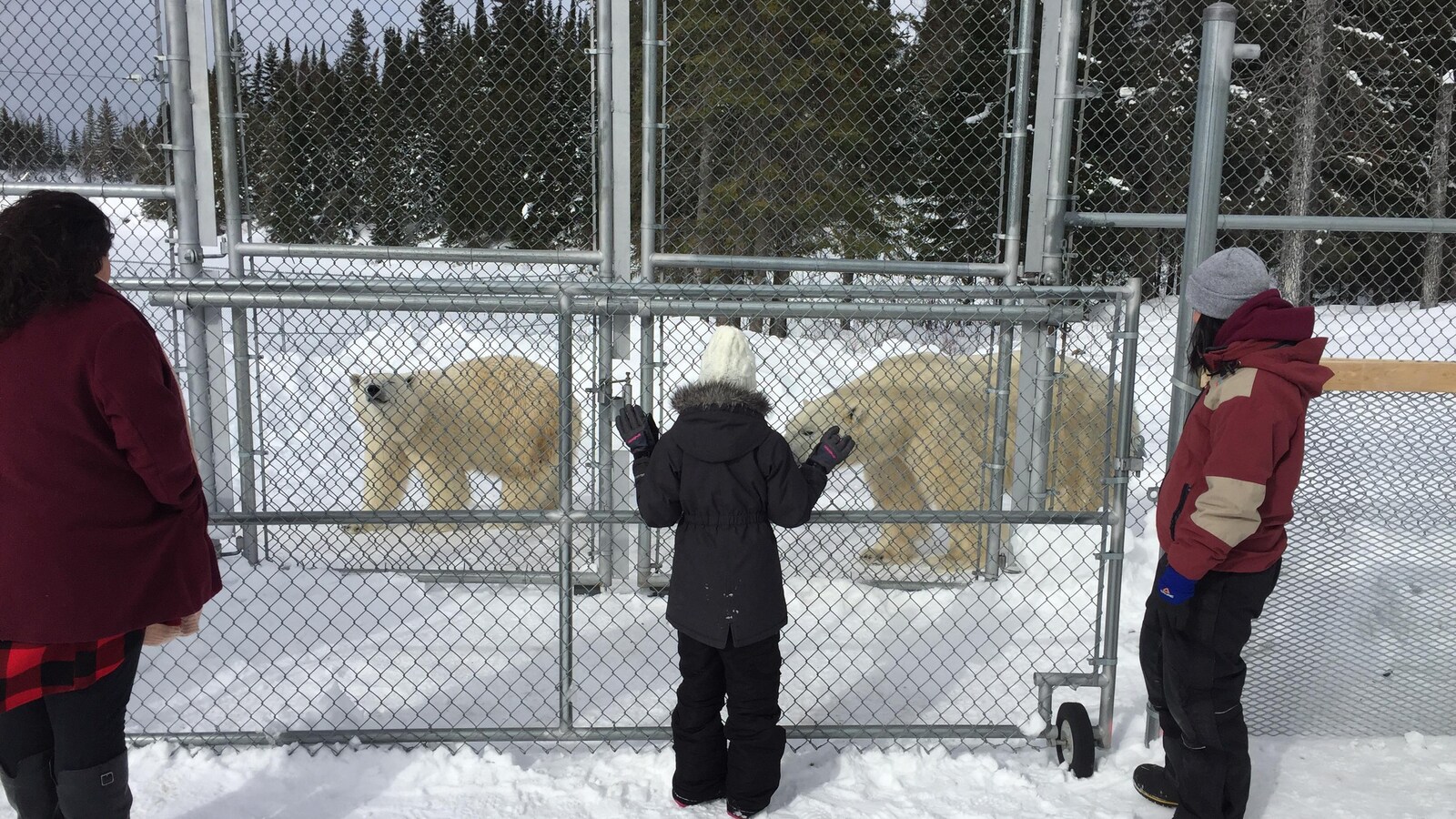 Trois personnes devant un enclos contenant deux ours polaires.