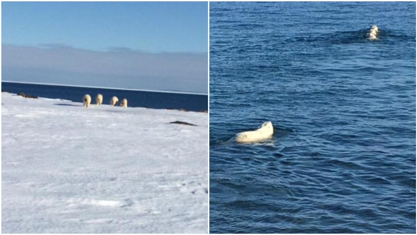 Ces photos de quatre ours polaires adultes ont été prises jeudi dans le sud du Labrador.