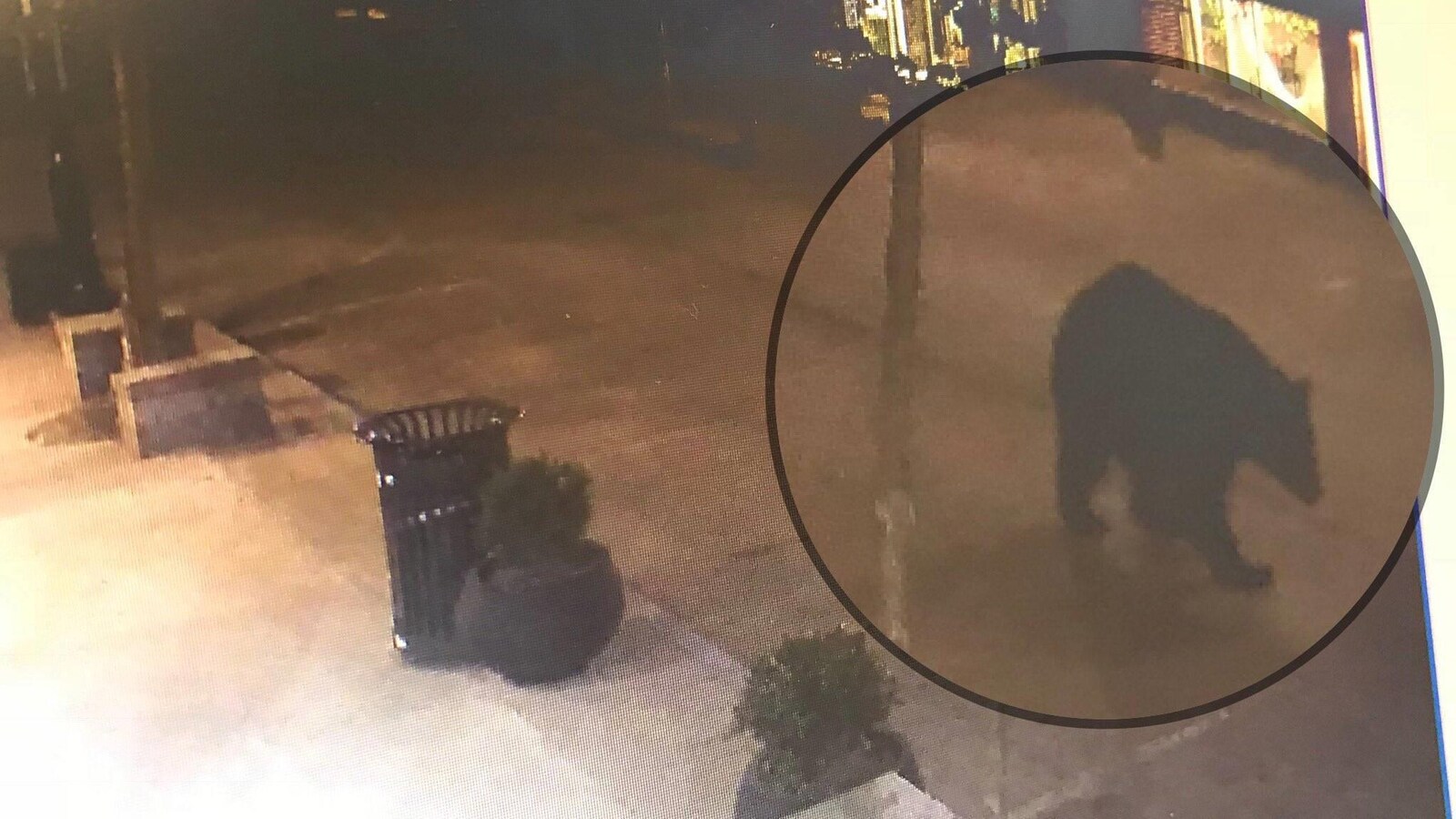 Un ours qui descend tranquillement une rue au centre-ville de Truro.
