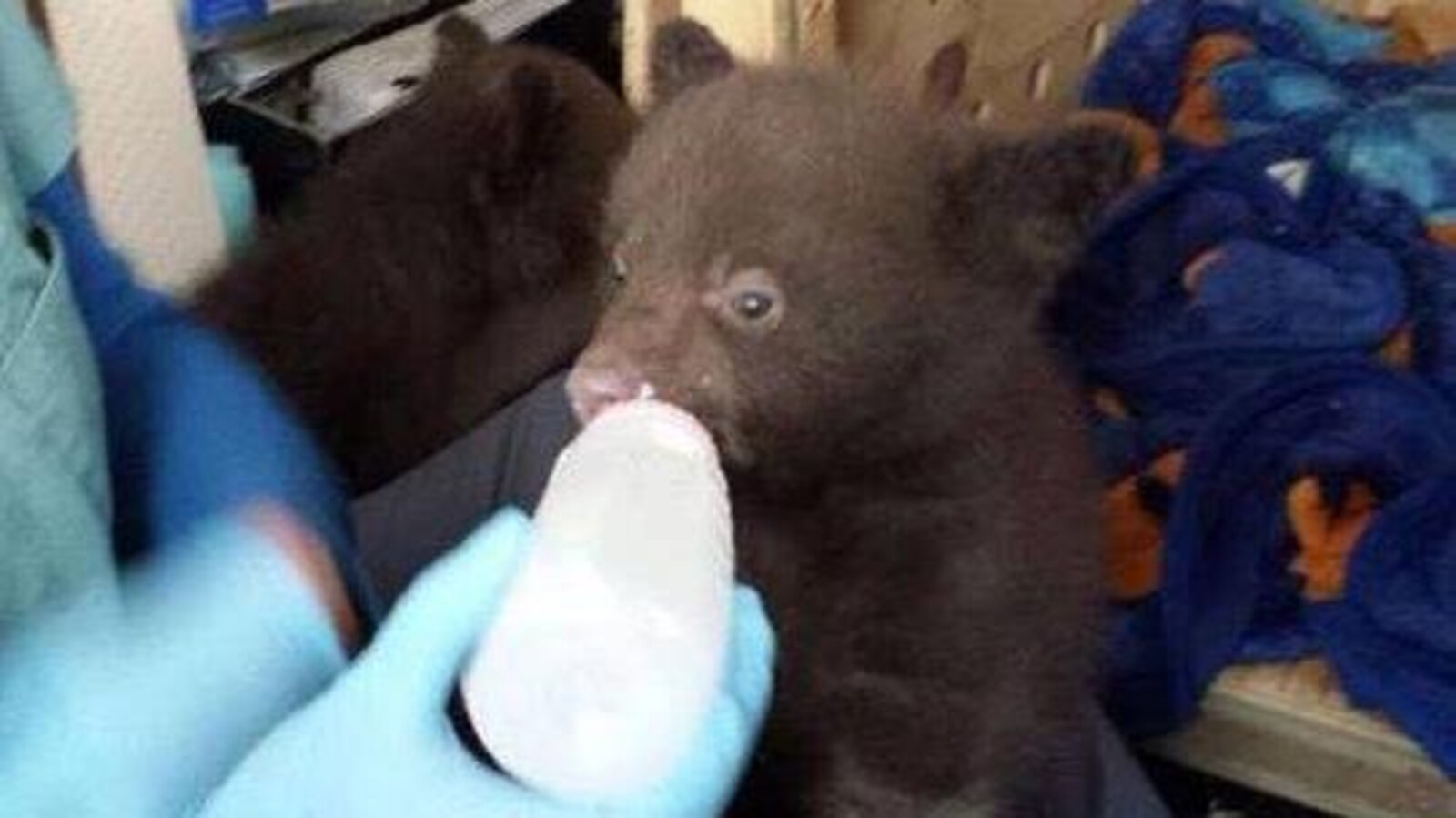 Les oursons retrouvés dans une toilette à Banff sont arrivés au refuge d'Aspen Valley en Ontario.