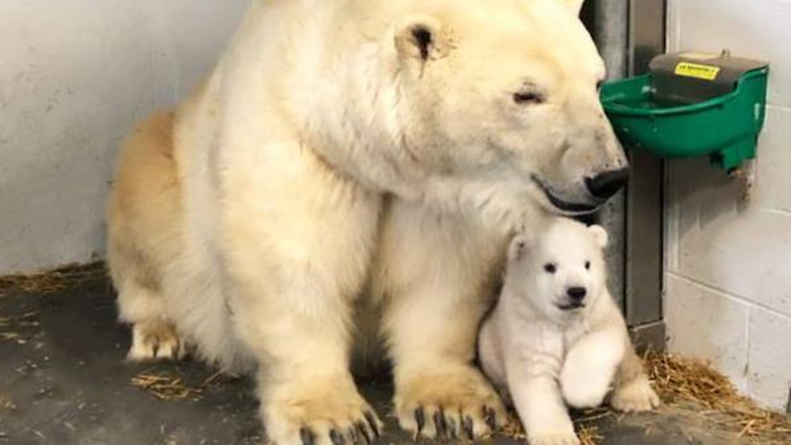 Un ourson est collé sur sa mère.
