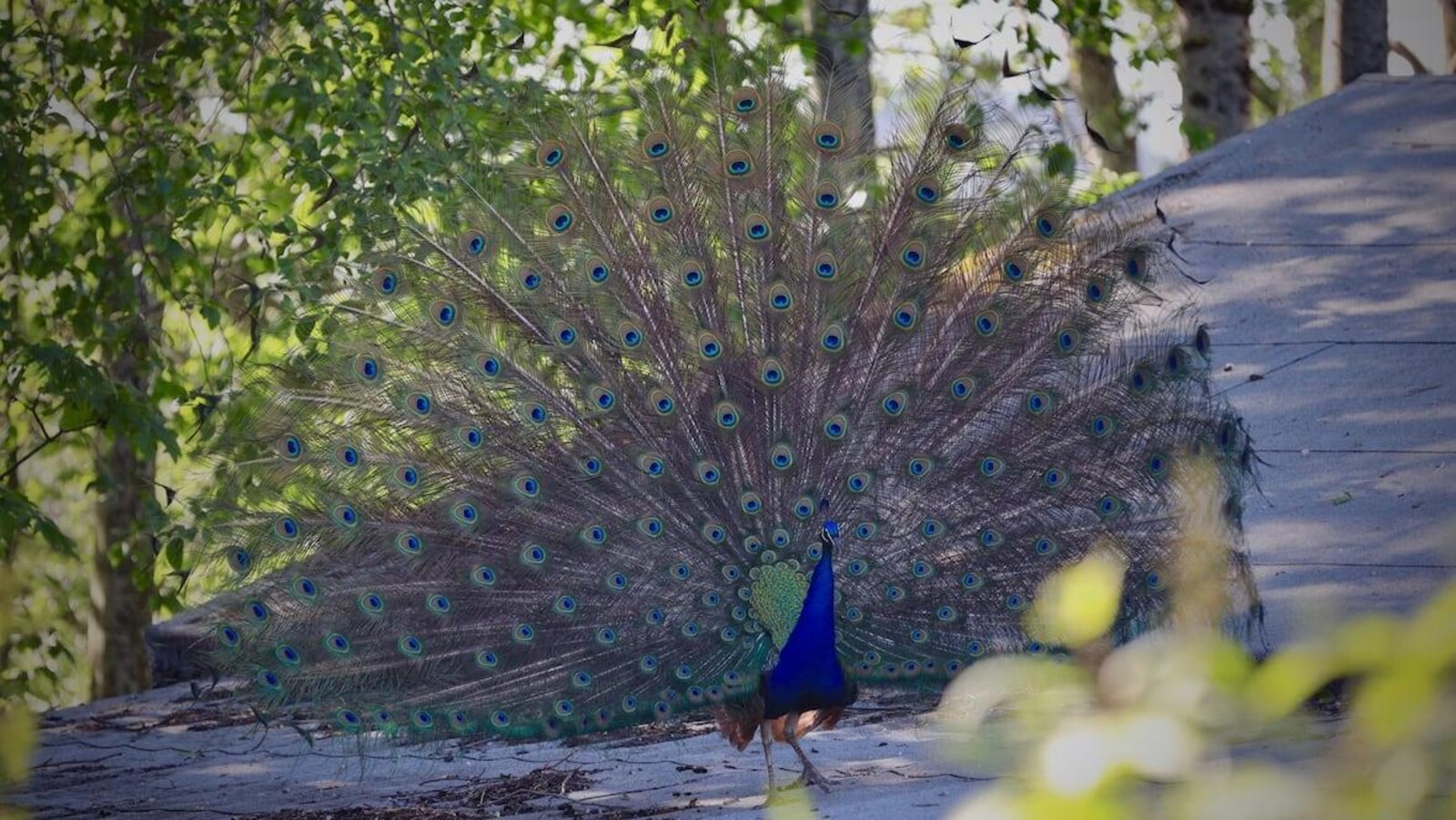 Un paon perché sur un toit déploie ses plumes.