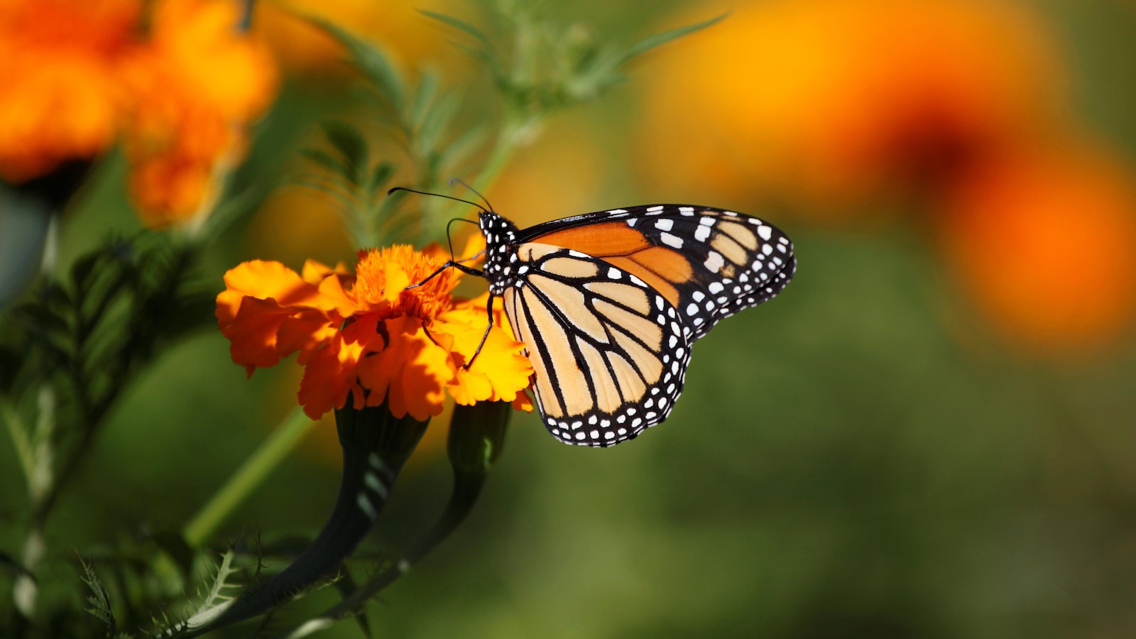Un papillon monarque butine une fleur jaune.