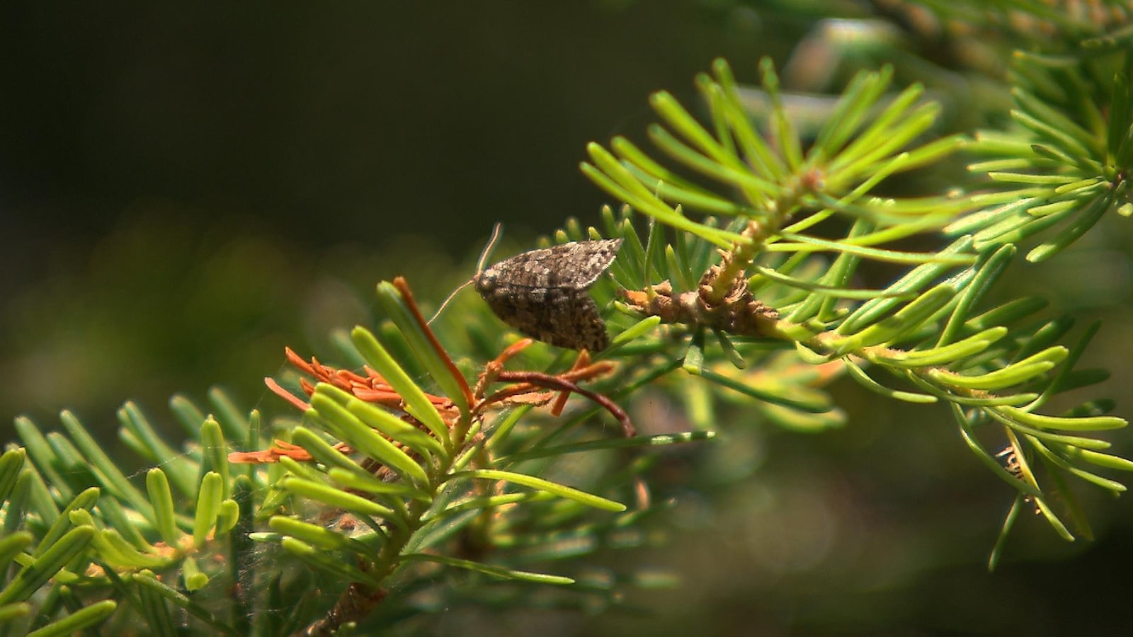 Un papillon de la tordeuse des bourgeons de l'épinette est perché sur une branche de conifère.