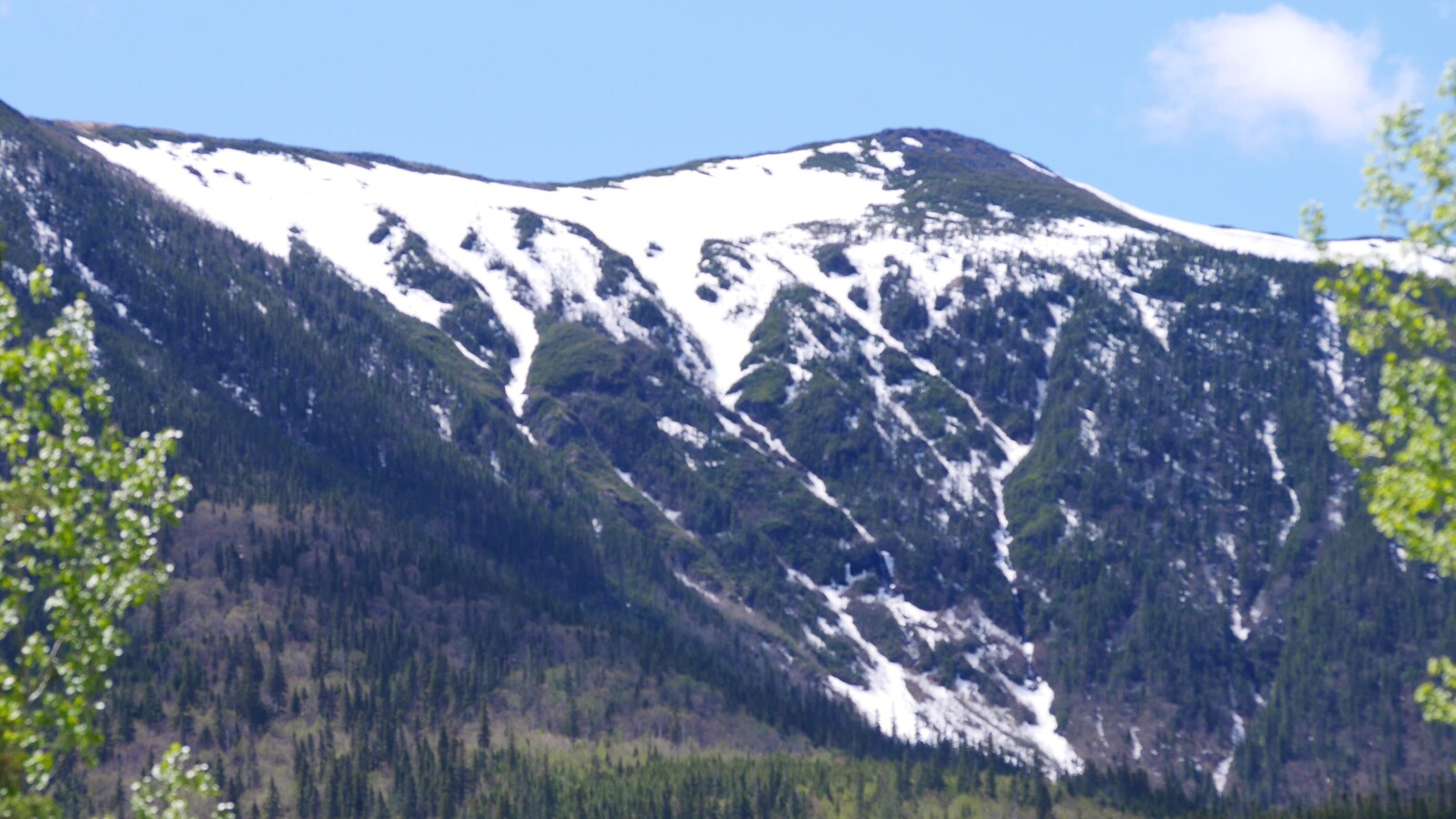Parc de la Gaspésie en juin
