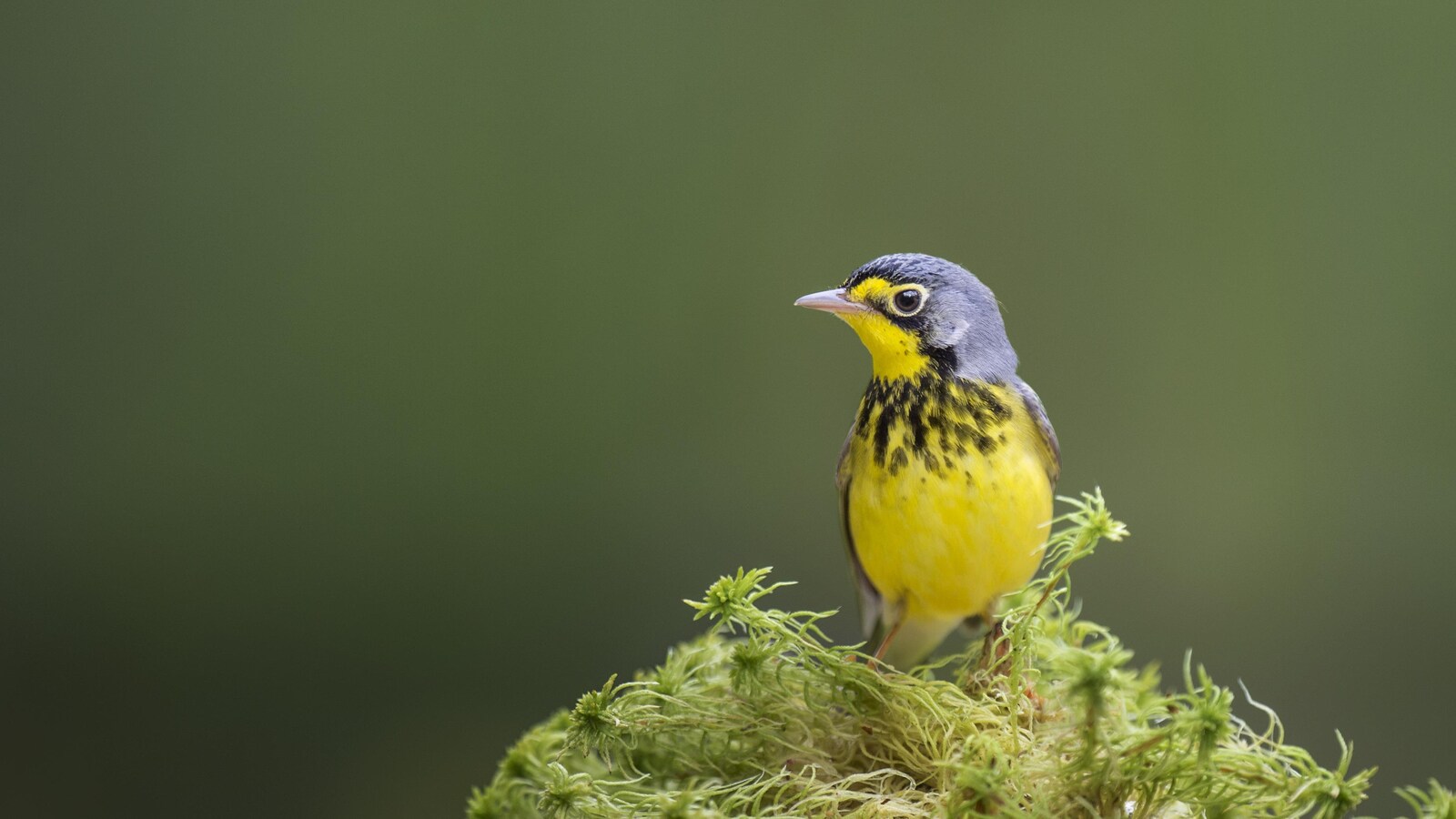 Les parulines du Canada sont menacées par les changements climatiques