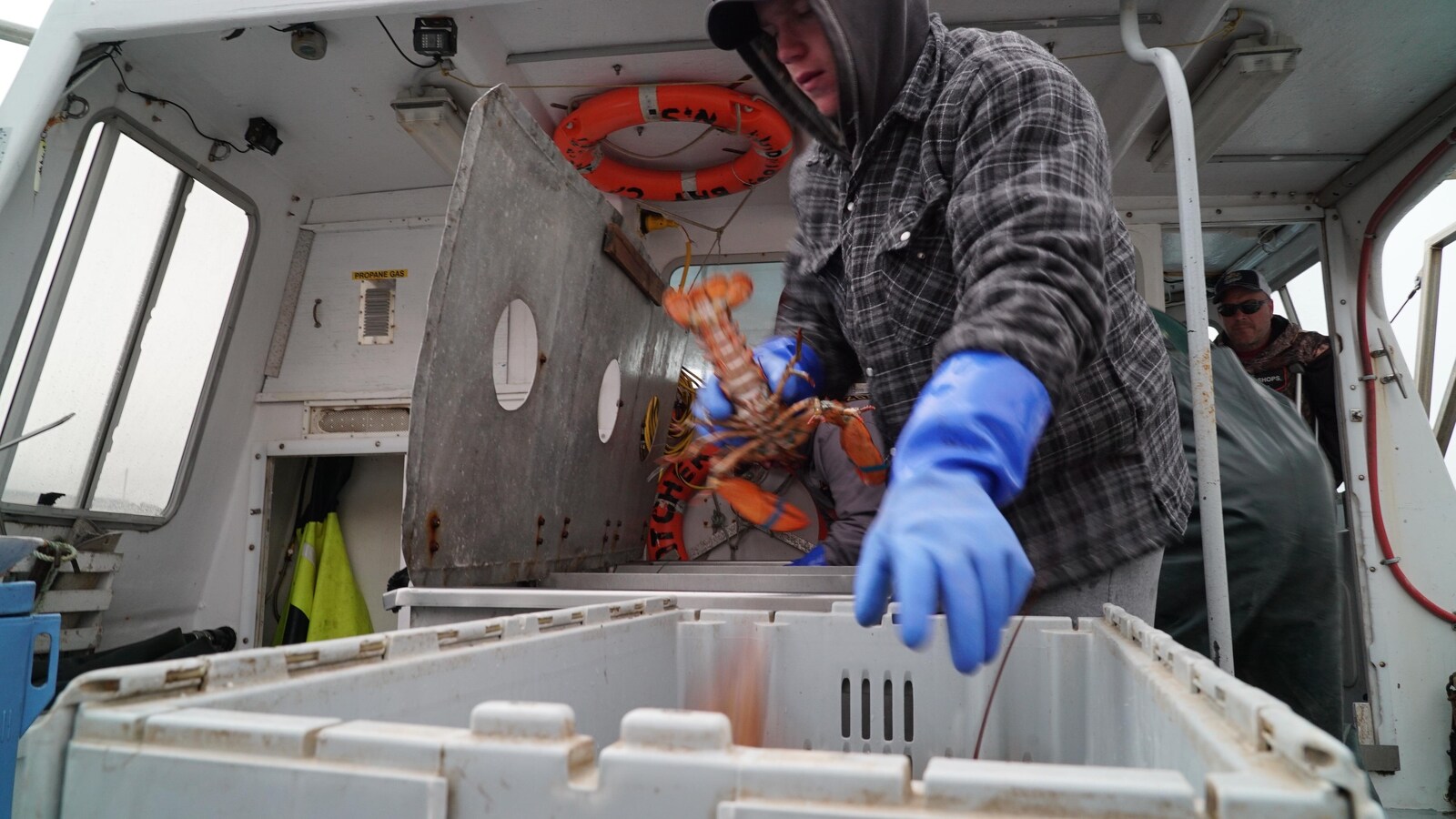Un aide-pêcheur manipule du homard