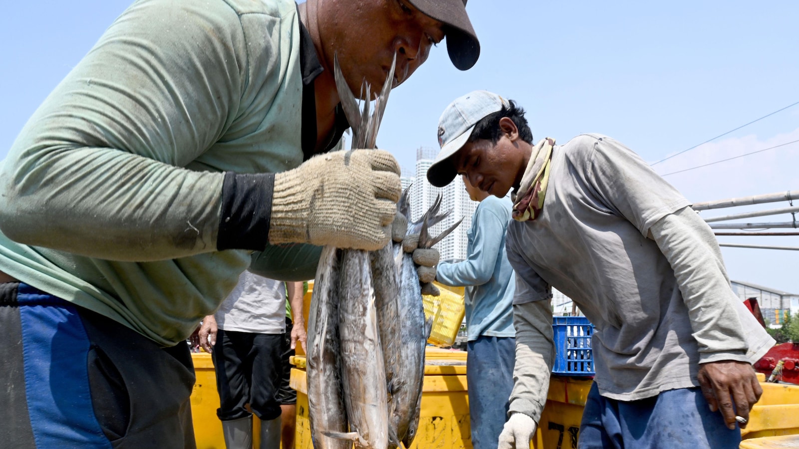 Des pêcheurs déposent des poissons dans des bacs sur un bateau.