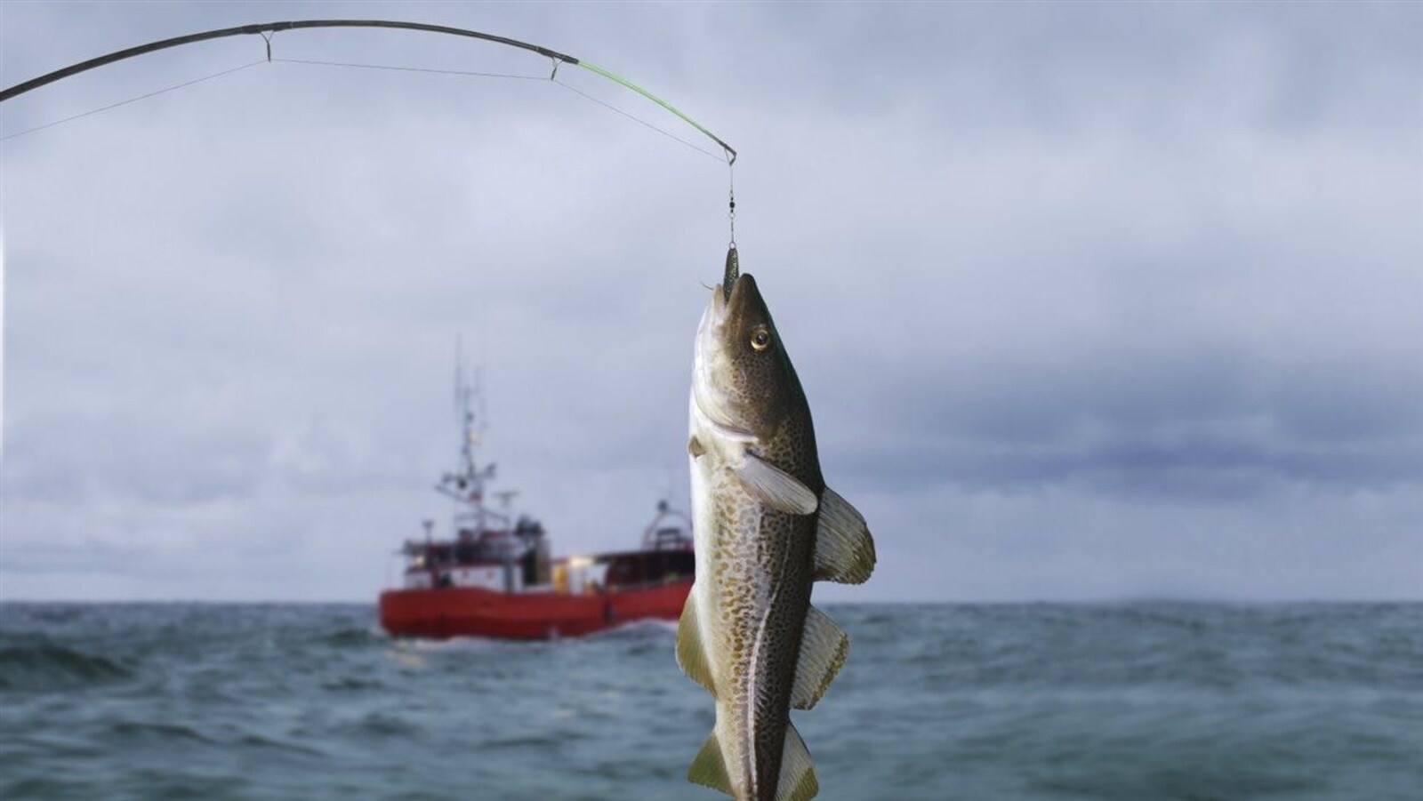 La pêche à la morue.