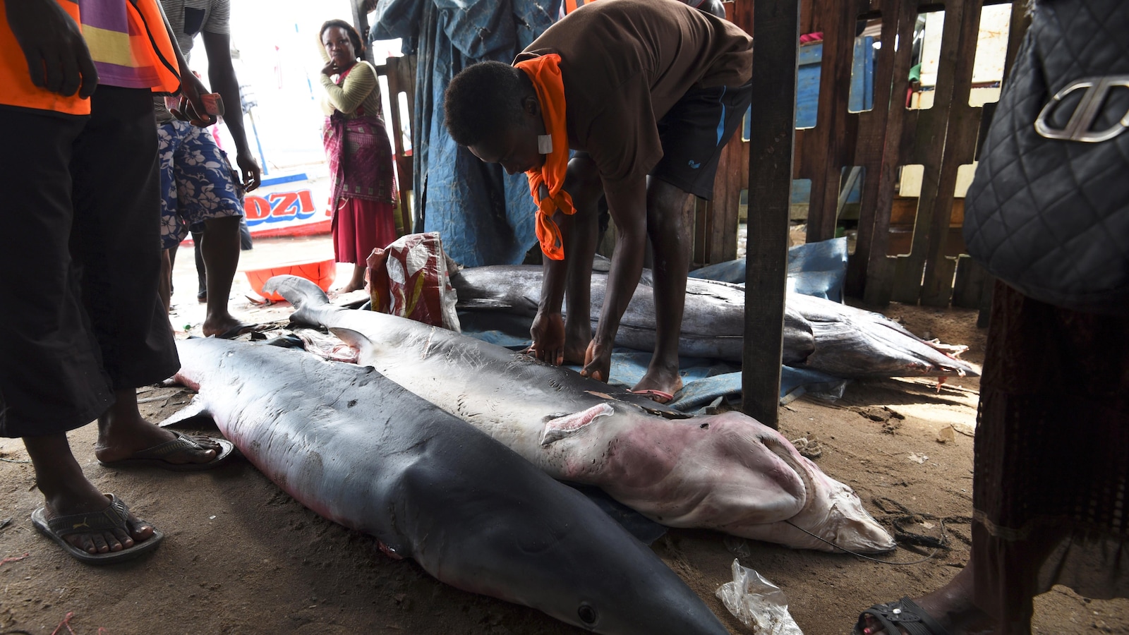 Des pêcheurs dévoilent les requins qu'ils ont pêchés dans un port d'Abidjan, en Côte d'Ivoire.