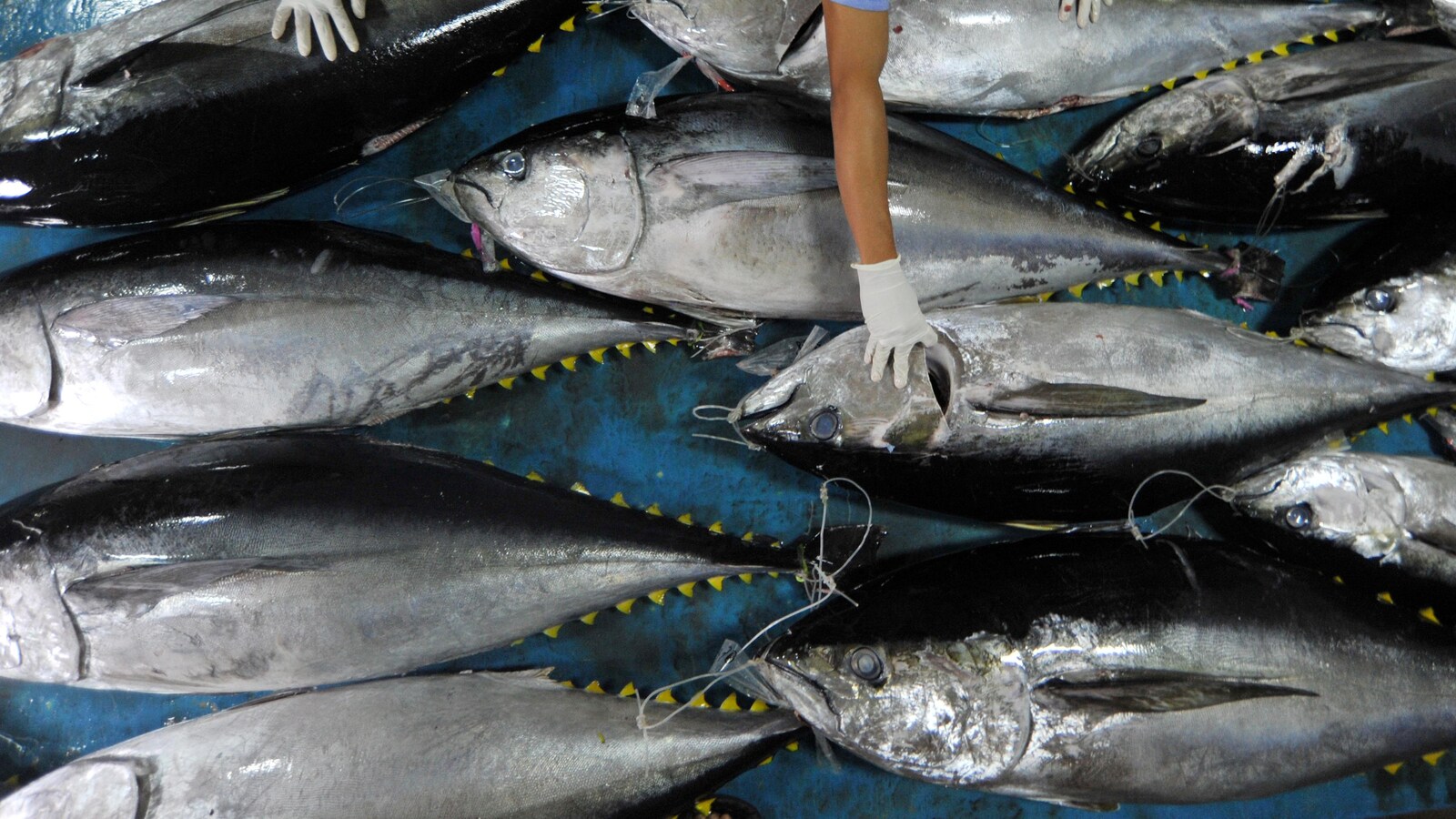 Des thons rouges tout juste pêchés.