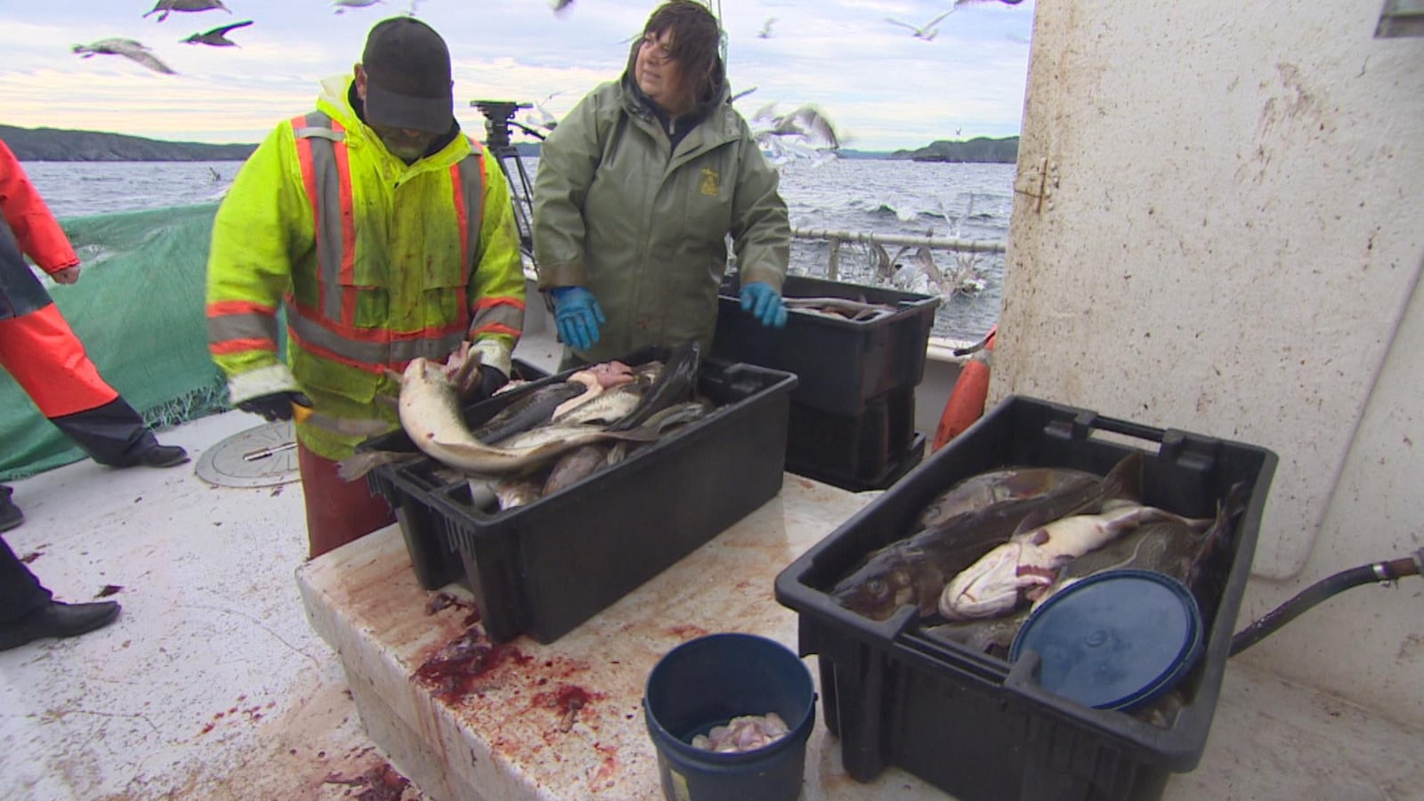 Des pêcheurs de morue placent leurs prises dans des bacs à Triton, à Terre-Neuve-et-Labrador.