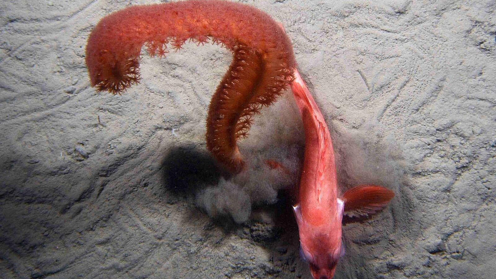 Photo d'une pennatule et d'un sébaste près des fonds marins.