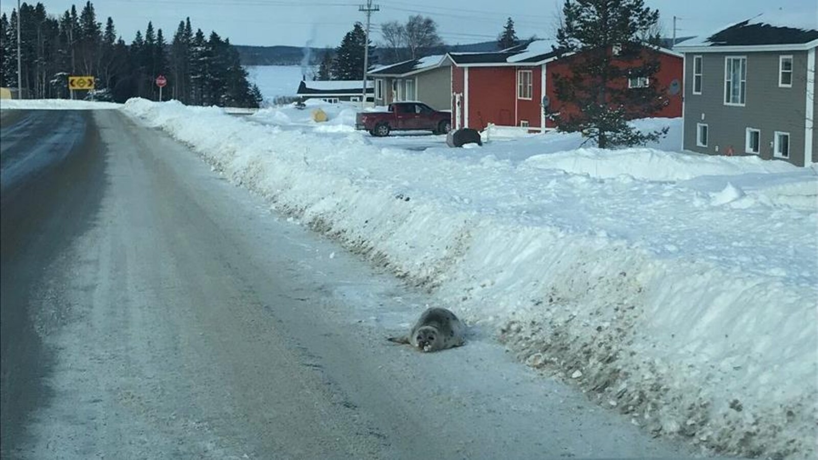 Un phoque dans une rue résidentielle de Roddickton.