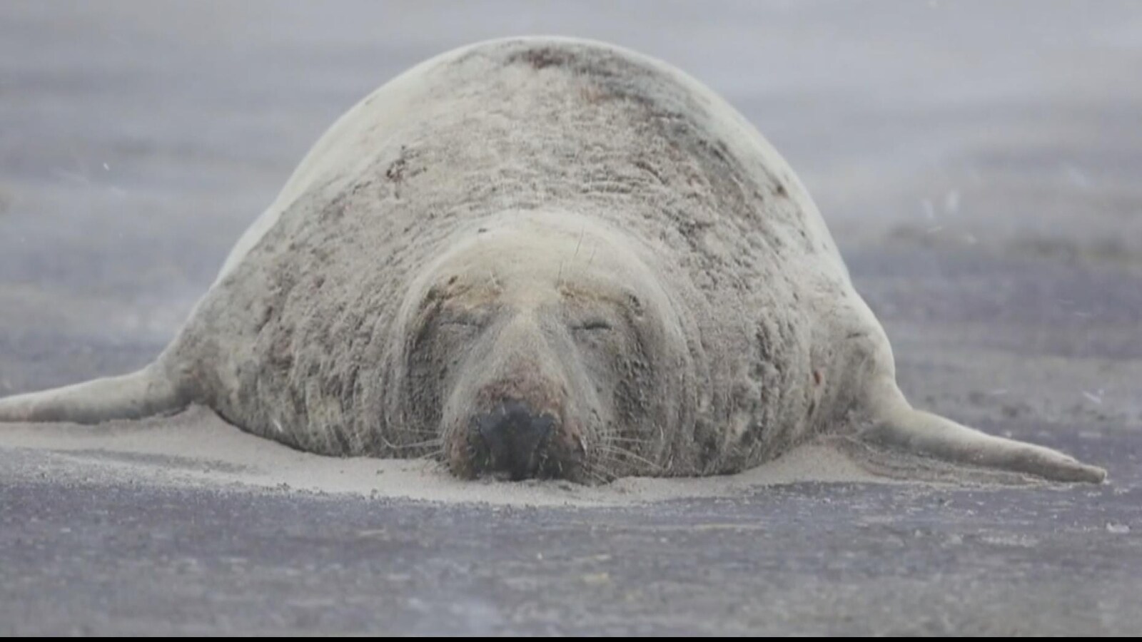 Un phoque gris de l'Île de Sable