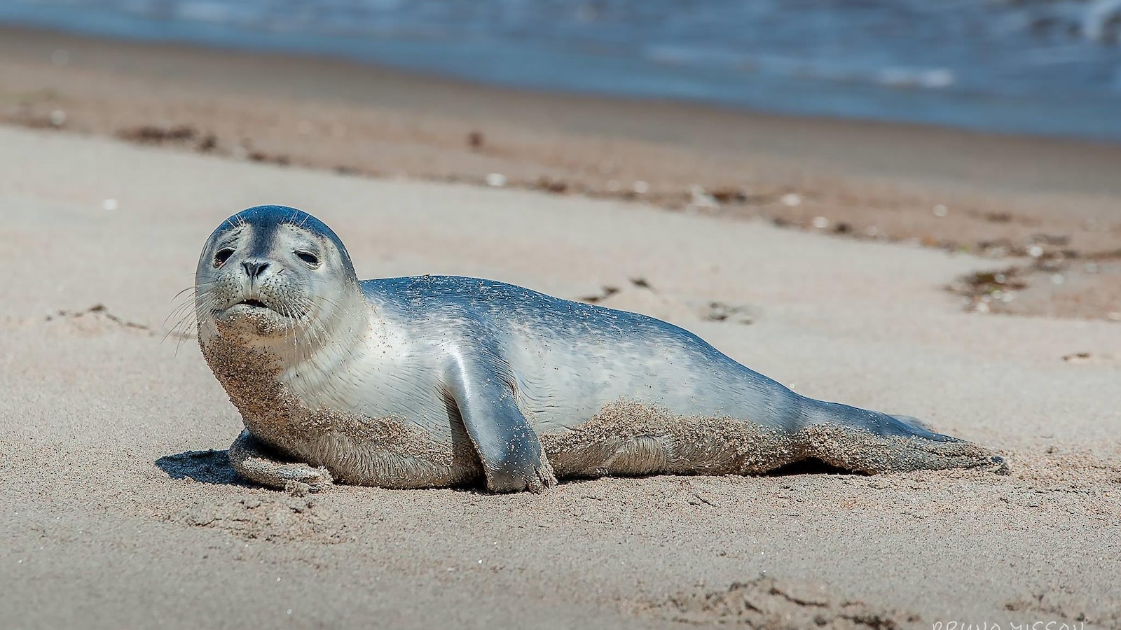 ne-pas-d-ranger-un-jeune-phoque-sur-les-plages-de-sept-les-ici-radio